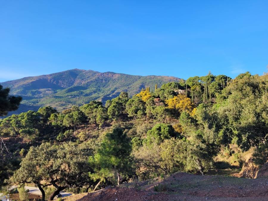 Plot in La Zagaleta Benahavis | €3.25M